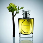 Dior perfume bottle with a succulent plant on a reflective surface