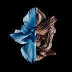 Blue flower and wooden texture divided by a line on a black background