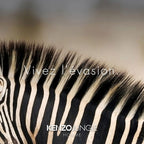 Close-up of a zebra's striped pattern with 'Vivez l'évasion' text and Kenzo Jungle branding.